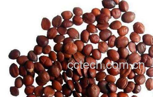 炒酸枣仁的功效与作用-1