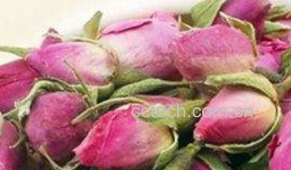 佛手玫瑰花的功效与作用 佛手玫瑰花的禁忌-0