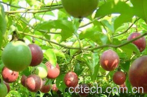 百香果的功效与作用 吃百香果有什么好处-0