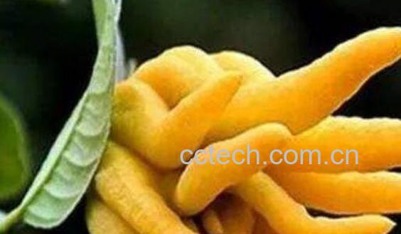 佛手玫瑰花的功效与作用 佛手玫瑰花的禁忌-1