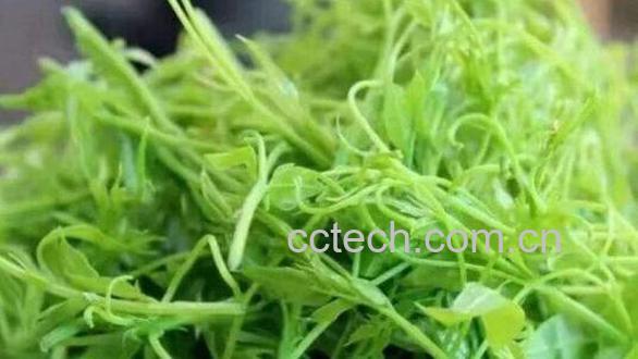 大叶莓茶和嫩芽的区别 大叶莓茶的功效-0