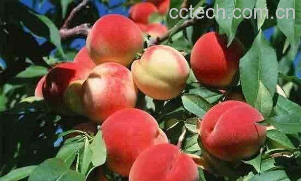 桃子的功效-0