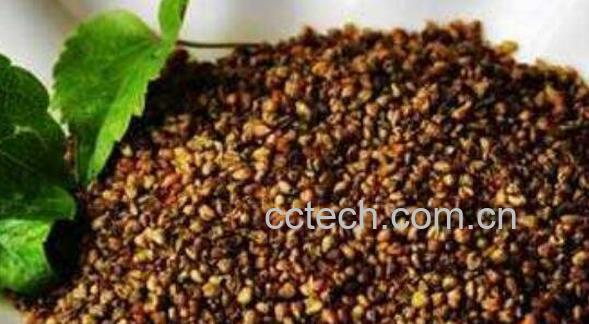 喝苦荞茶有什么好处 苦荞茶的功效与作用-0