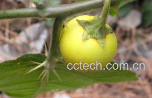 黄果茄有毒吗 黄果茄的药用价值-0
