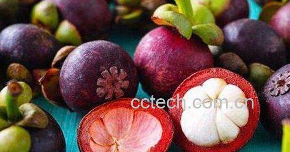 山竹怎么做茶 山竹茶叶的功效与作用-0