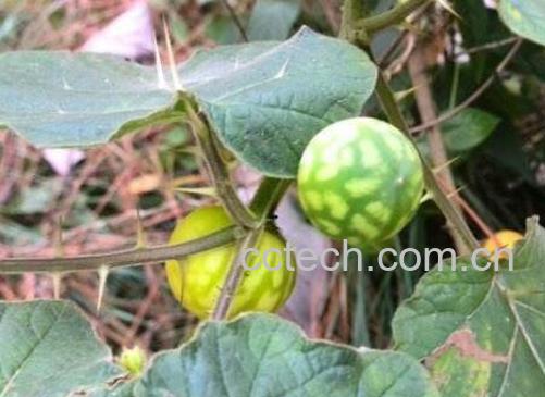 黄果茄有毒吗 黄果茄的药用价值-1