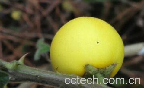 黄果茄怎么吃 黄果茄可以生吃吗-0