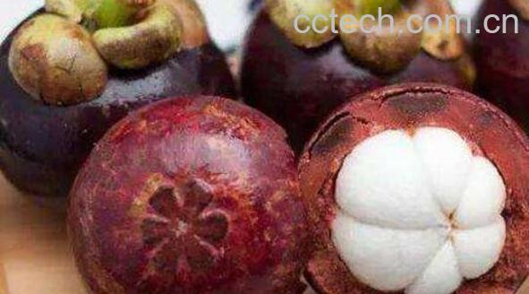 山竹怎么做茶 山竹茶叶的功效与作用-1