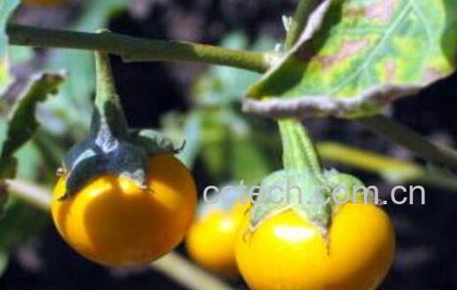 黄果茄怎么吃 黄果茄可以生吃吗-1