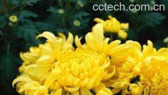 怀菊花的功效与作用 喝怀菊花的禁忌-1