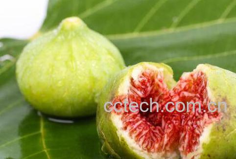 无花果对男人的功效-0