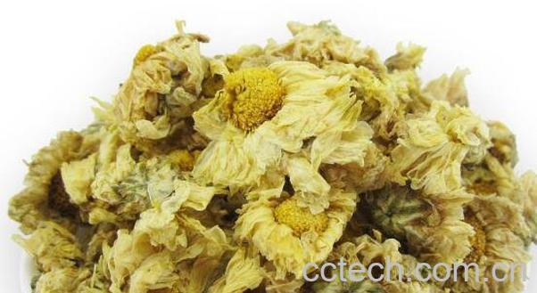 怀菊花茶的功效与作用-0