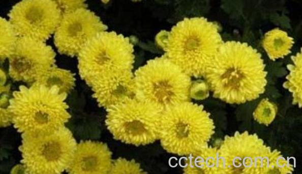 怀菊花茶的功效与作用-1