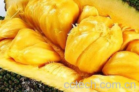  菠萝蜜的营养价值及功效-0