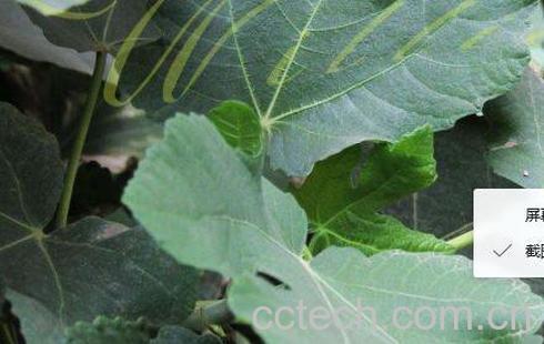 无花果叶的功效与作用及食用方法-1