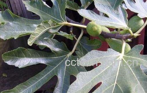 无花果叶的功效与作用及食用方法-0