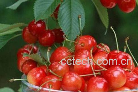 吃樱桃的好处有哪些 吃樱桃的坏处-0