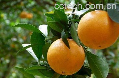 贡柑的功效与作用 贡柑上火吗-1