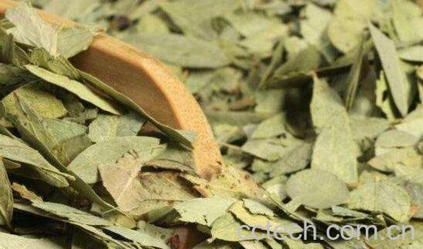 番泻叶茶的功效与作用 番泻叶茶的喝法-0