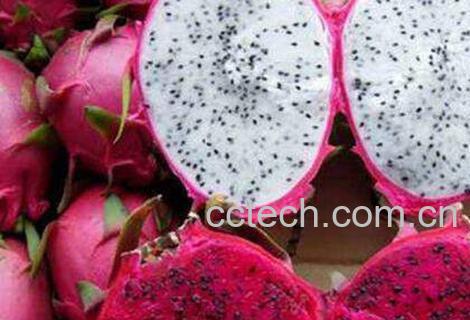 火龙果的功效与作用及药用价值-1