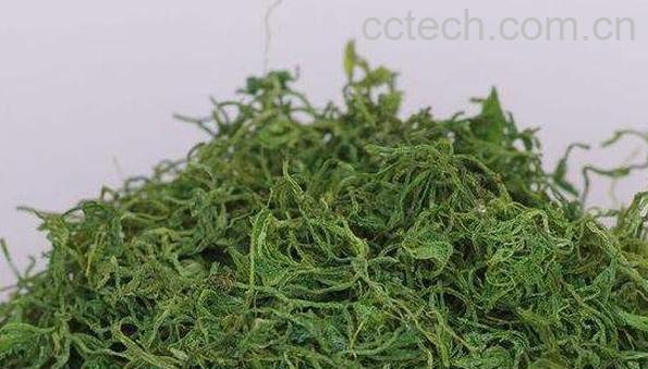 绞股蓝茶的功效与作用 喝绞股蓝茶的副作用-0