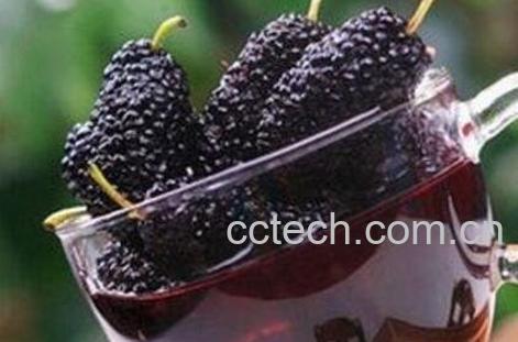 自制桑葚子酒的做法 桑葚泡酒可以存放多久-1