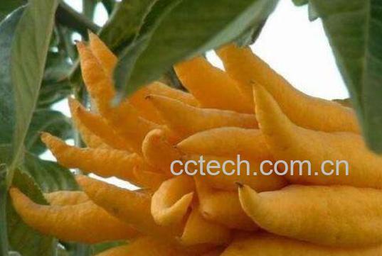 佛手柑的功效与作用 佛手柑怎么养-0