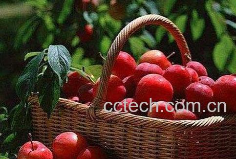 李子酒的功效与作用及制作方法-1