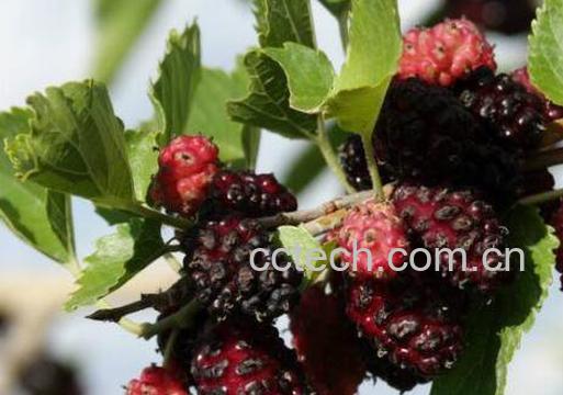 桑葚的功效与作用 桑葚的营养价值-0