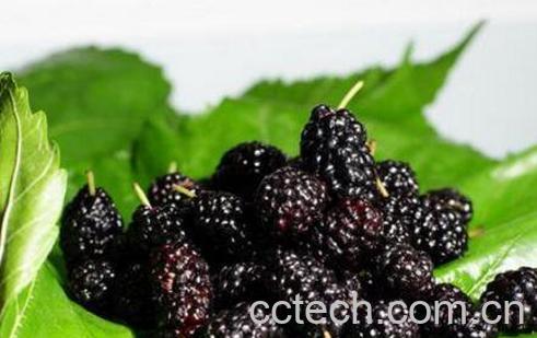 桑葚的功效与作用 桑葚的营养价值-1
