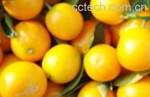 冰糖柑上火吗 冰糖柑的功效与作用-0