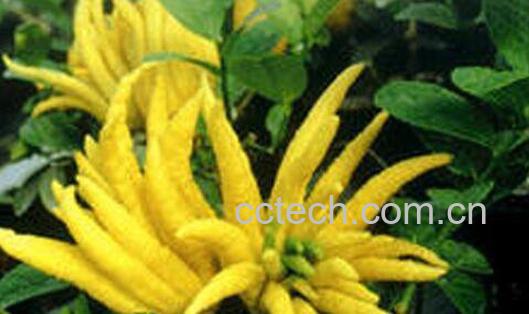 新鲜的佛手柑怎么吃 佛手柑的食用方法-1