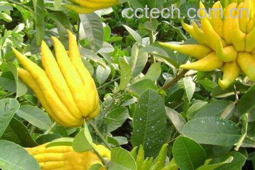 新鲜的佛手柑怎么吃 佛手柑的食用方法-0