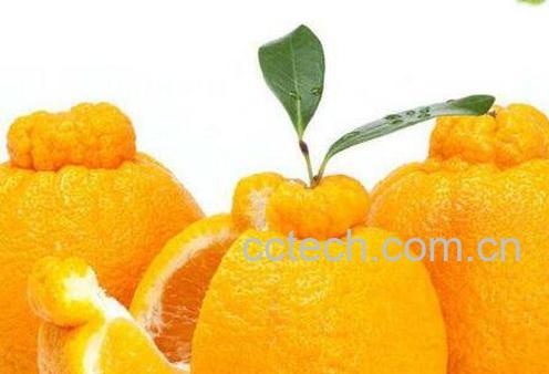 丑八怪水果的功效和作用 丑八怪的营养价值-0