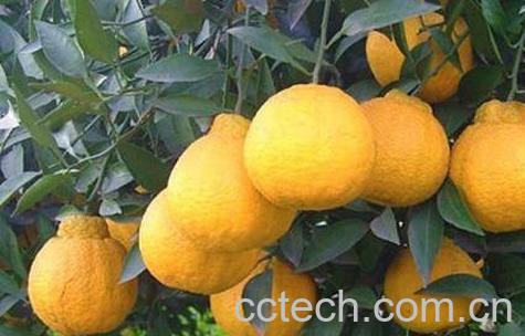 春见是什么水果 春见的功效与作用-0