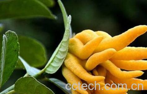 佛手柑怎么吃 佛手柑的吃法技巧-0