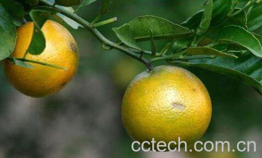 沃柑和皇帝柑的区别 皇帝柑好还是沃柑好吃-1