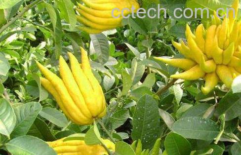 佛手柑怎么吃 佛手柑的吃法技巧-1