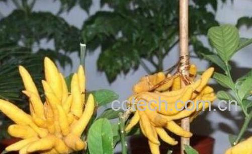 佛手果和金佛手的区别 佛手果的功效与作用-0