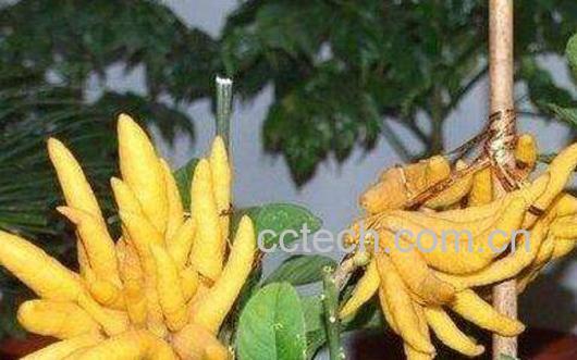 佛手果和金佛手的区别 佛手果的功效与作用-1