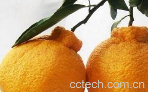 丑柑皮的功效与作用-0