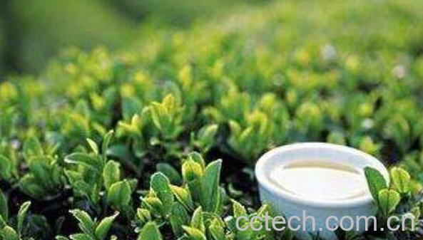 茶多酚的功效与作用及禁忌-0