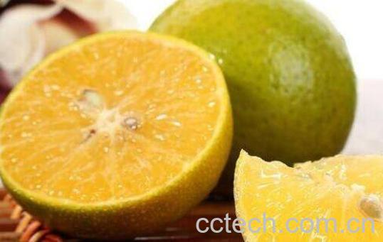 皇帝柑的营养价值与功效作用-0