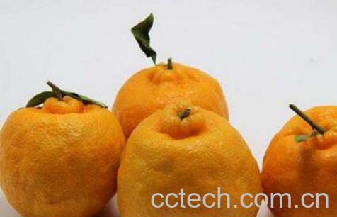 春见柑橘图片 春见柑橘的功效与作用-0