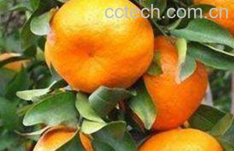 春见柑橘图片 春见柑橘的功效与作用-1