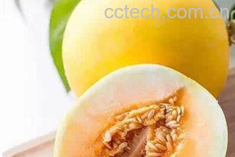 金蜜瓜的功效与作用 金蜜瓜怎么挑-0