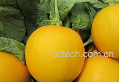 金蜜瓜的功效与作用 金蜜瓜怎么挑-1