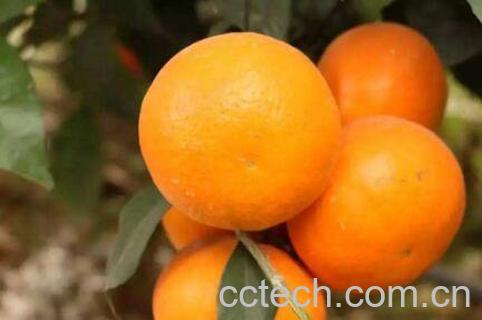 沃柑上火吗 沃柑的营养价值-1