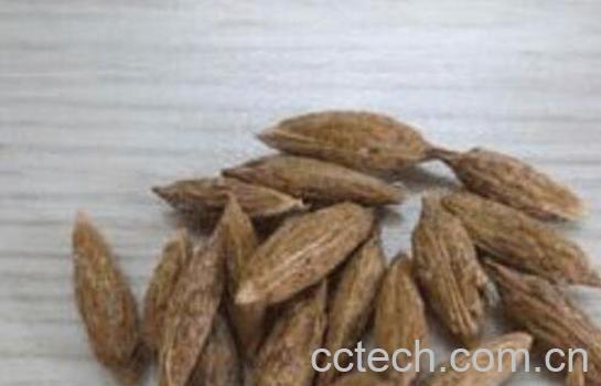 枣核的功效与作用 枣核的药用价值-0