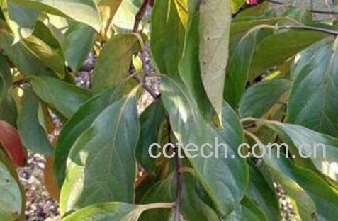 柿子叶的功效与作用及食用方法-1